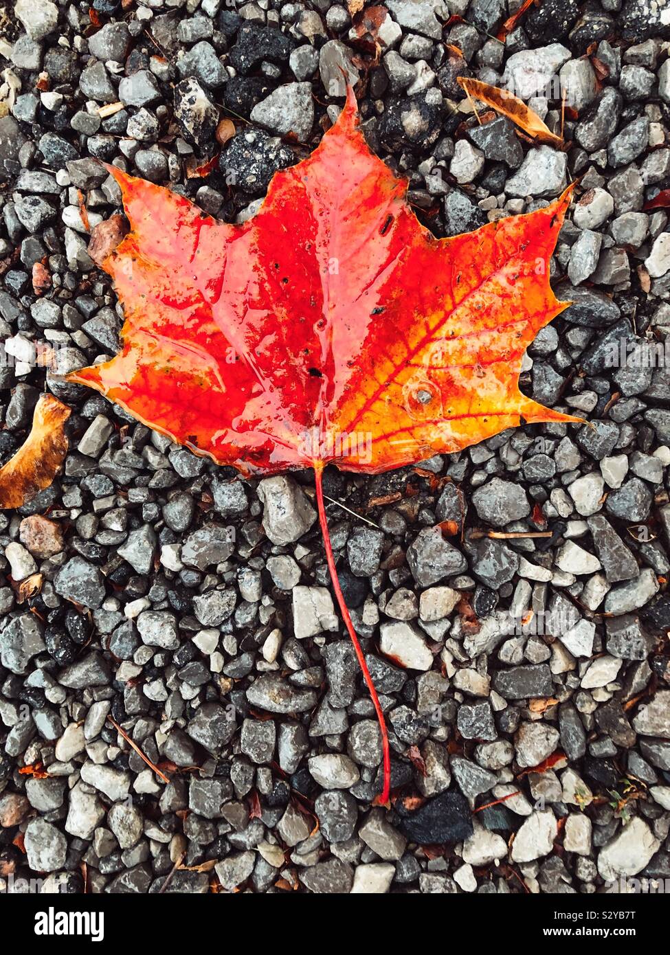 Wet red and yellow maple leaf on stones Stock Photo