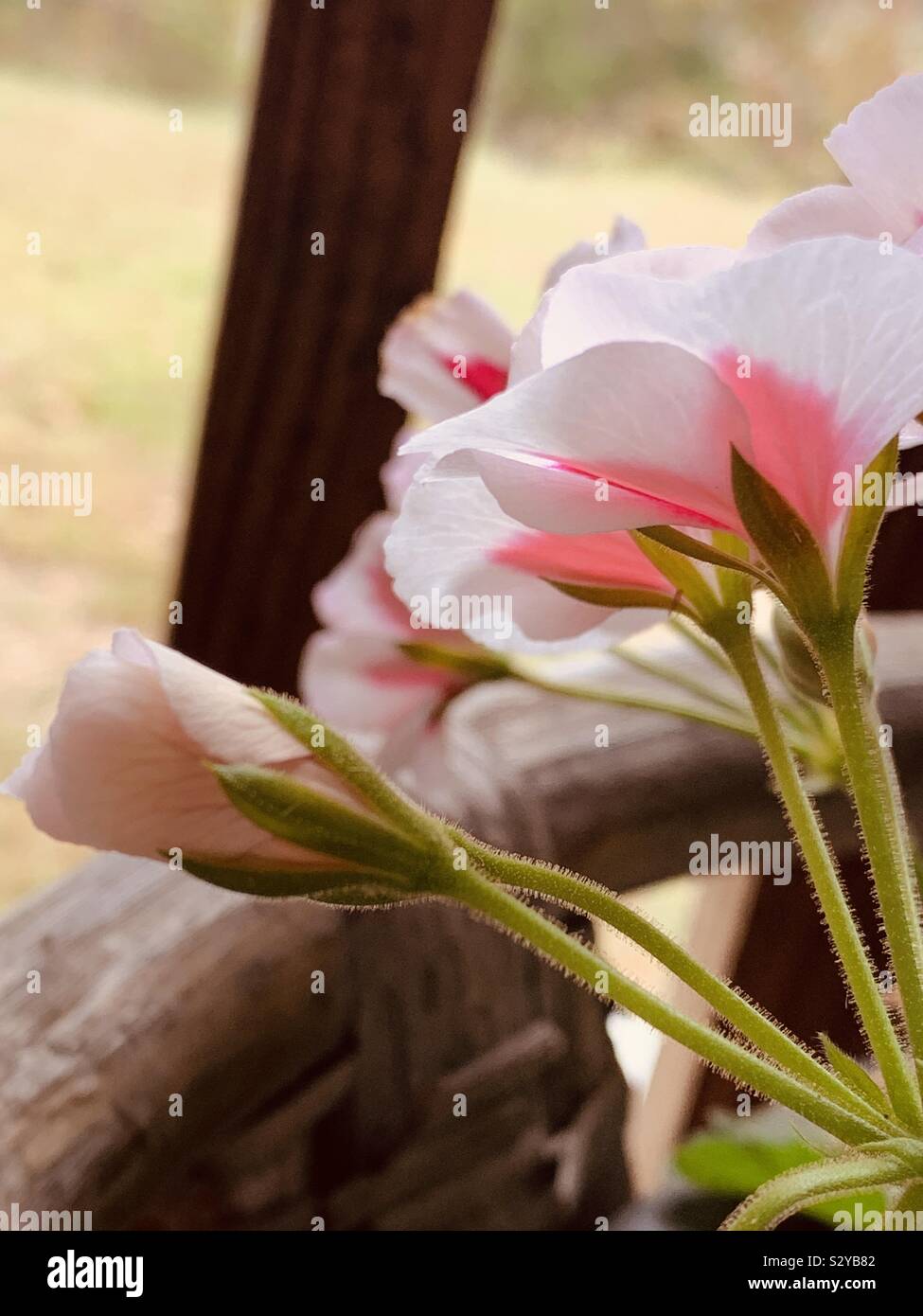 White flowers with pink centers Stock Photo Alamy