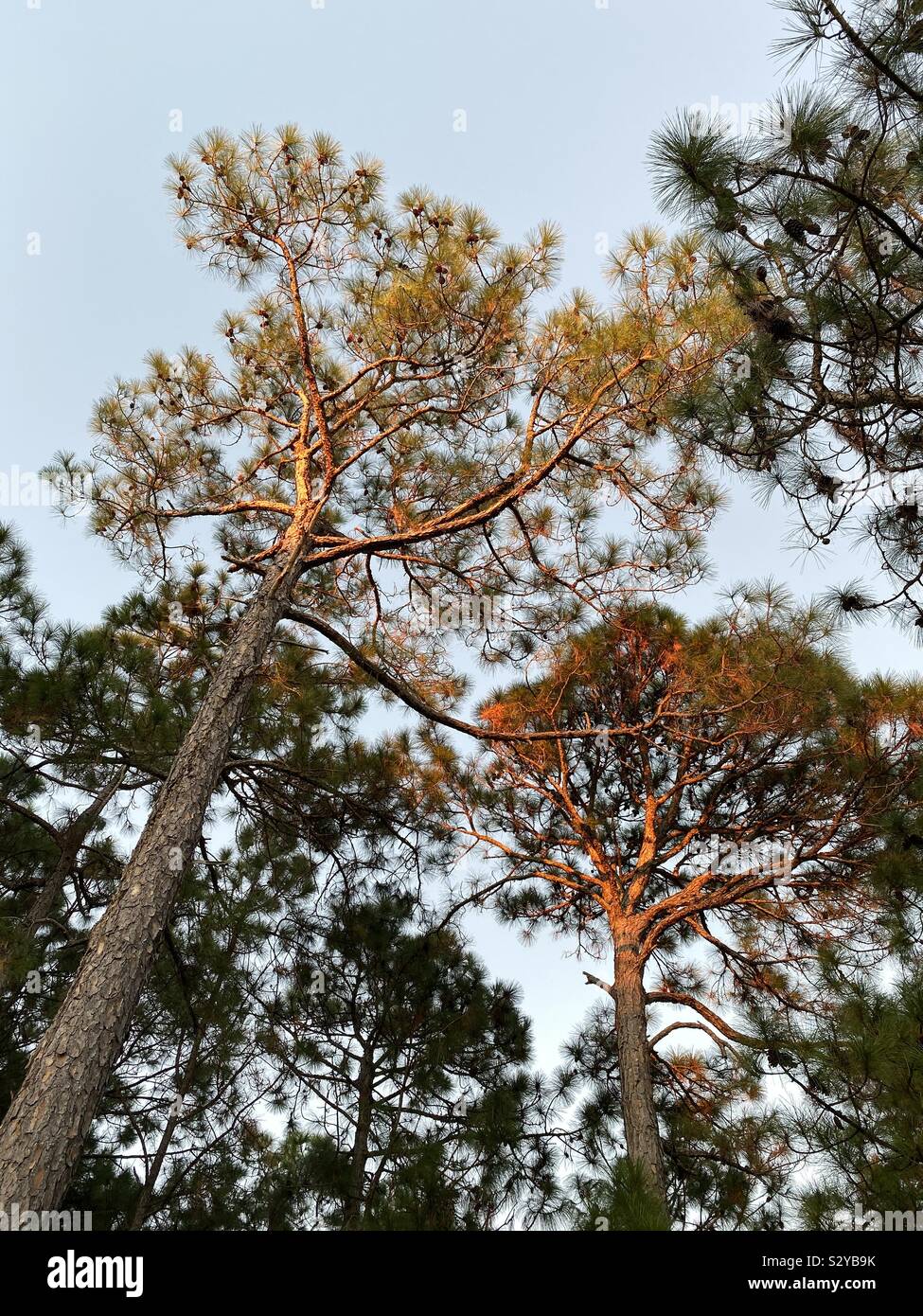 Tall pine trees with evening sun lighting up the top of the trees - Smartphone Captured Stock Image