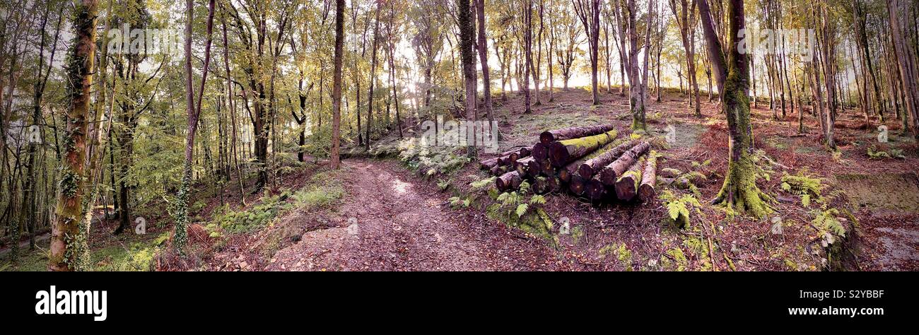 Pano in the woods, Cornwall in early autumn Stock Photo