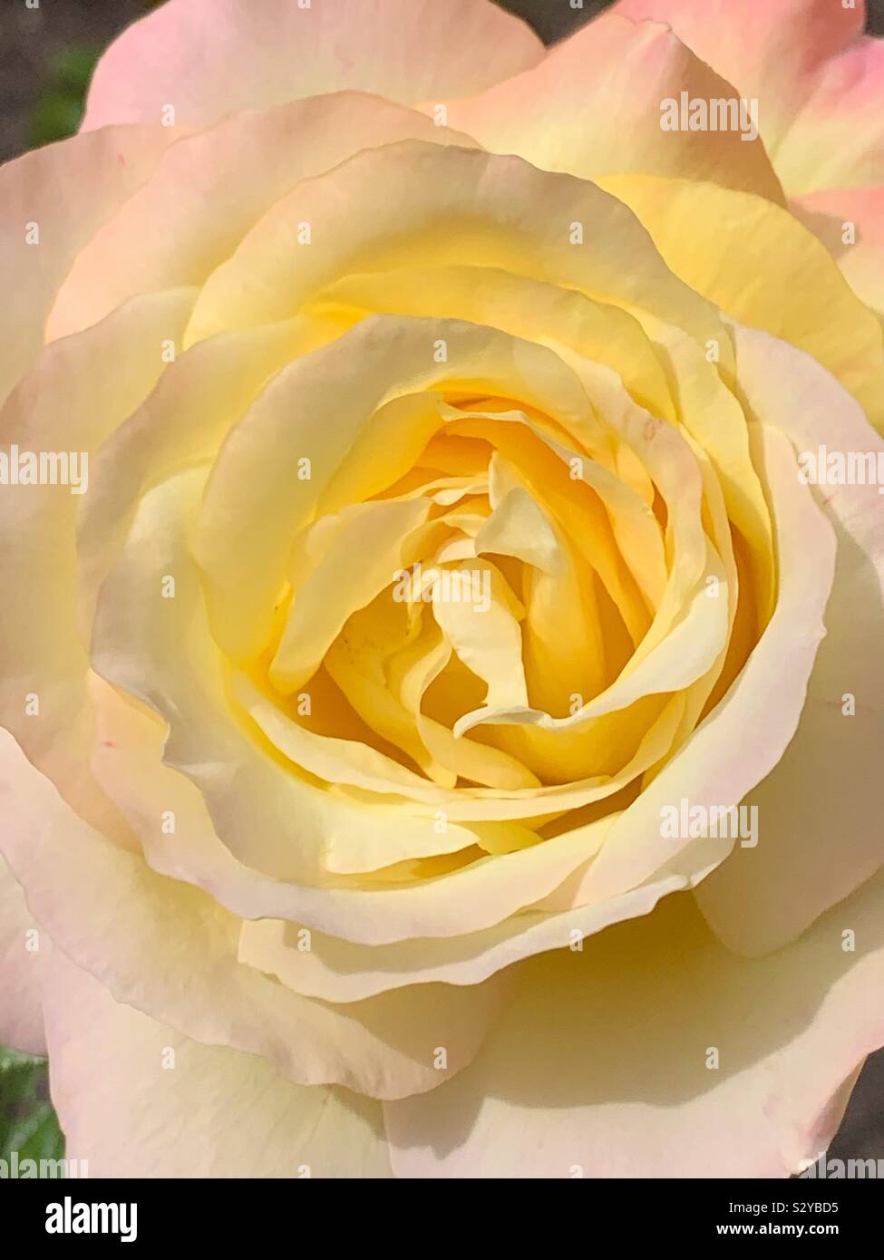 Closeup of a single beautiful yellow rose blossom. - Smartphone Captured Stock Image