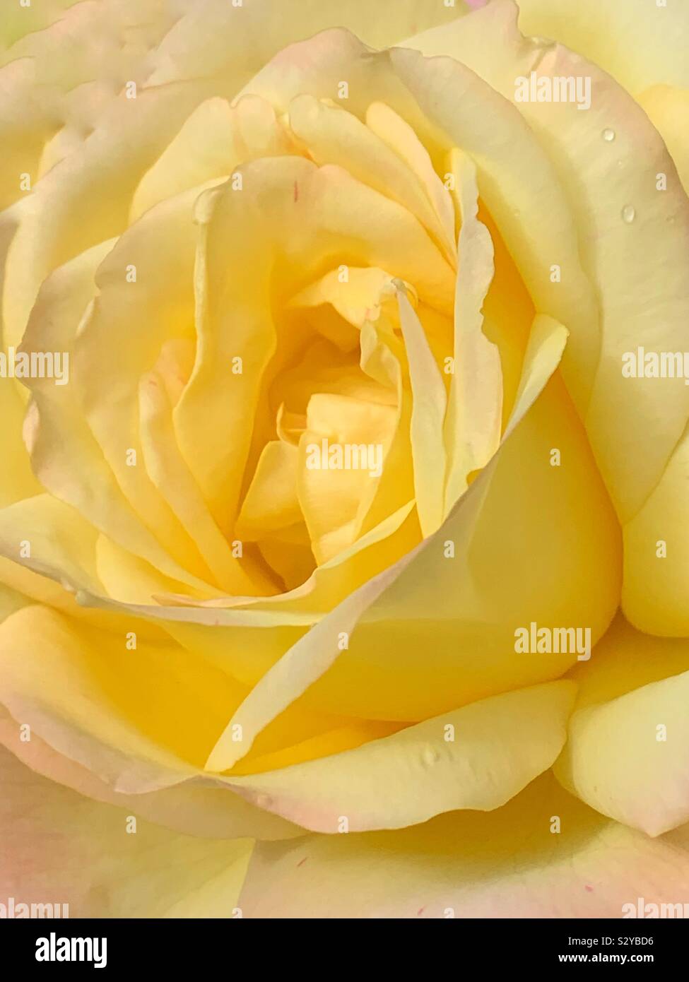 Closeup of a single beautiful yellow rose blossom. - Smartphone Captured Stock Image