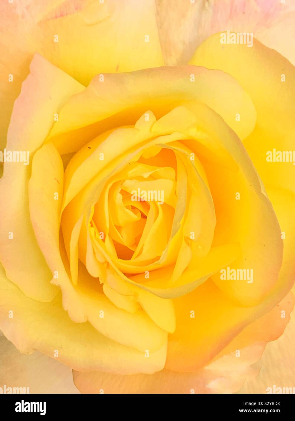 Closeup of a single beautiful yellow rose blossom. Stock Photo