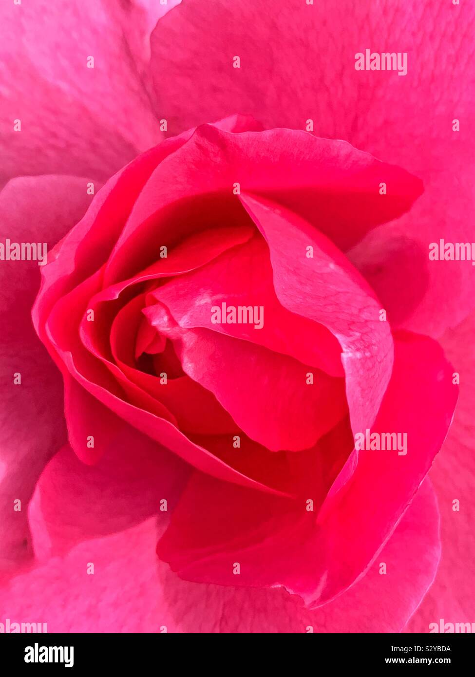 Closeup of a single beautiful pink rose blossom. - Smartphone Captured Stock Image