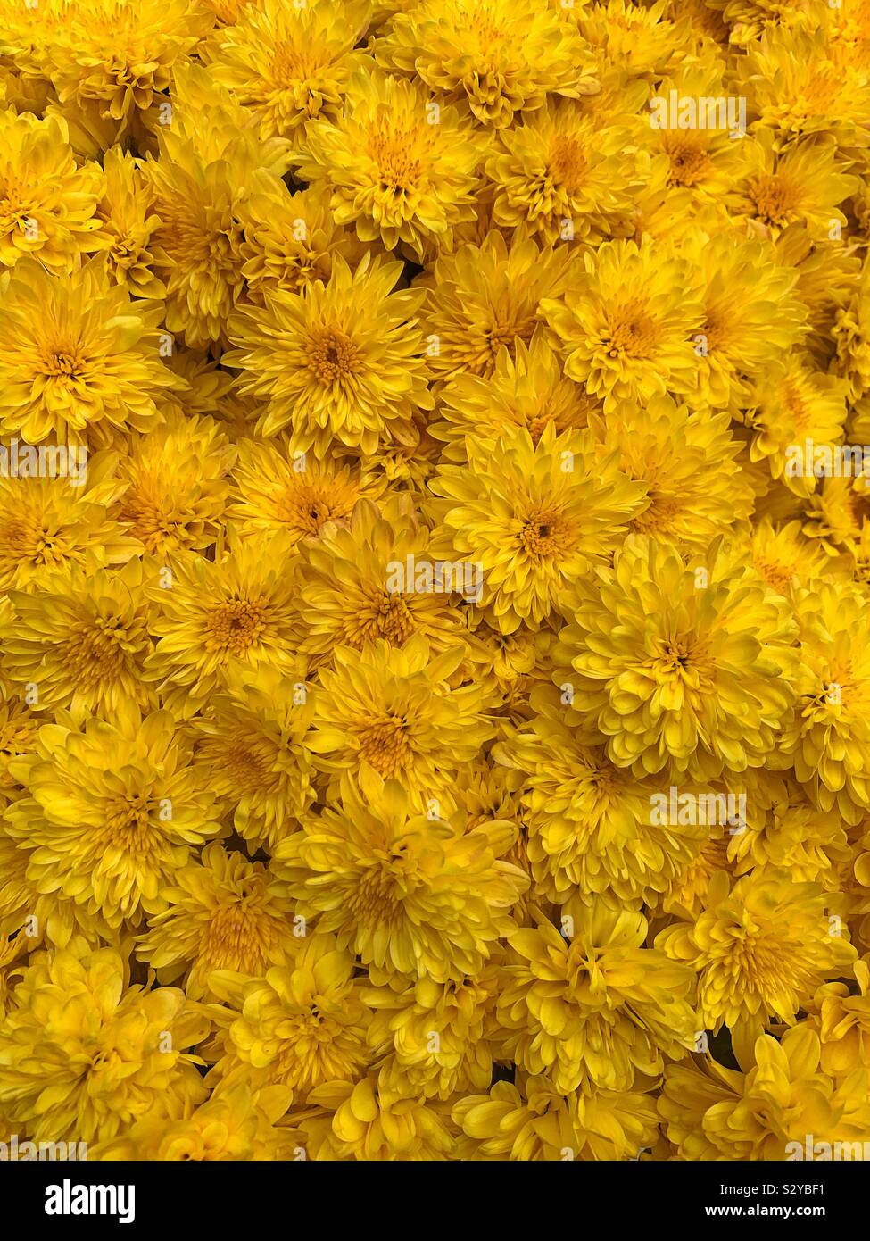Full frame of beautiful yellow mums blossoms in full bloom Stock Photo