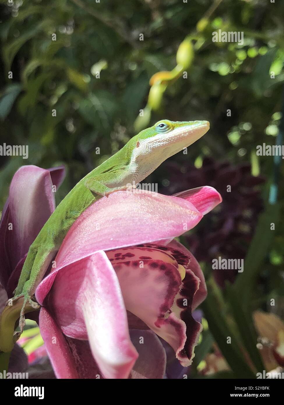 Green lizard on a pink flower. - Smartphone Captured Stock Image