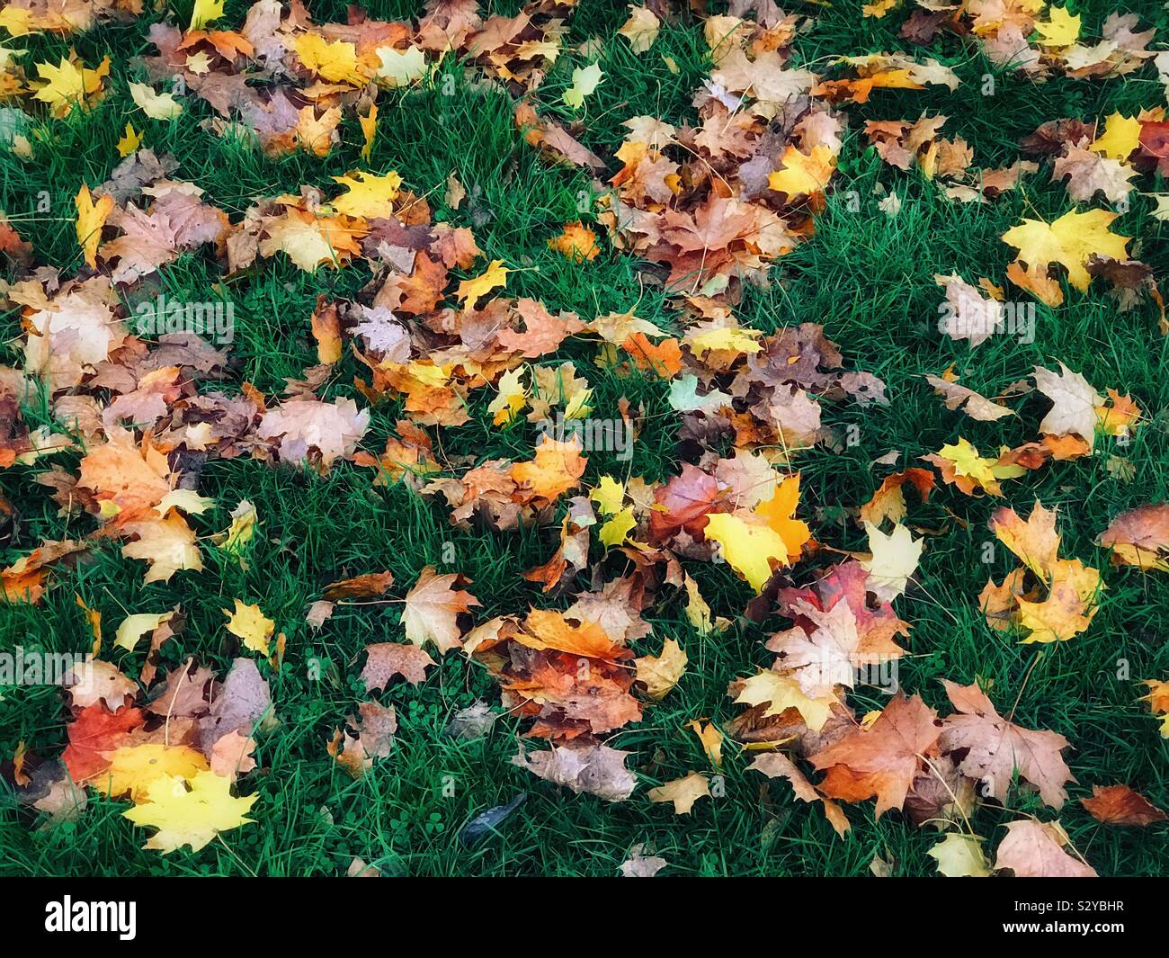 Autumnal leaves lying on a lawn of green grass. Autumn (or Fall) is in full swing, but Winter is on the way! Photo © COLIN HOSKINS. - Smartphone Captured Stock Image