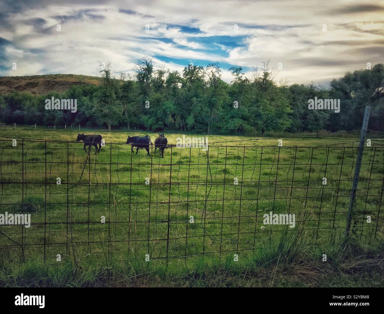 Calves frolic in a green Eastern Washington pasture, summer photo - Smartphone Captured Stock Image