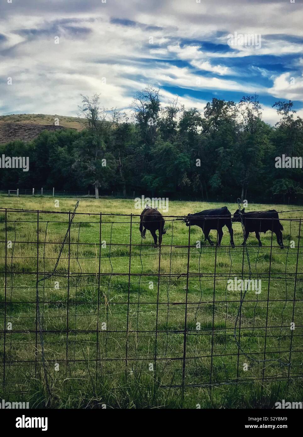 Playful calves run in green Eastern Washington pasture - Smartphone Captured Stock Image