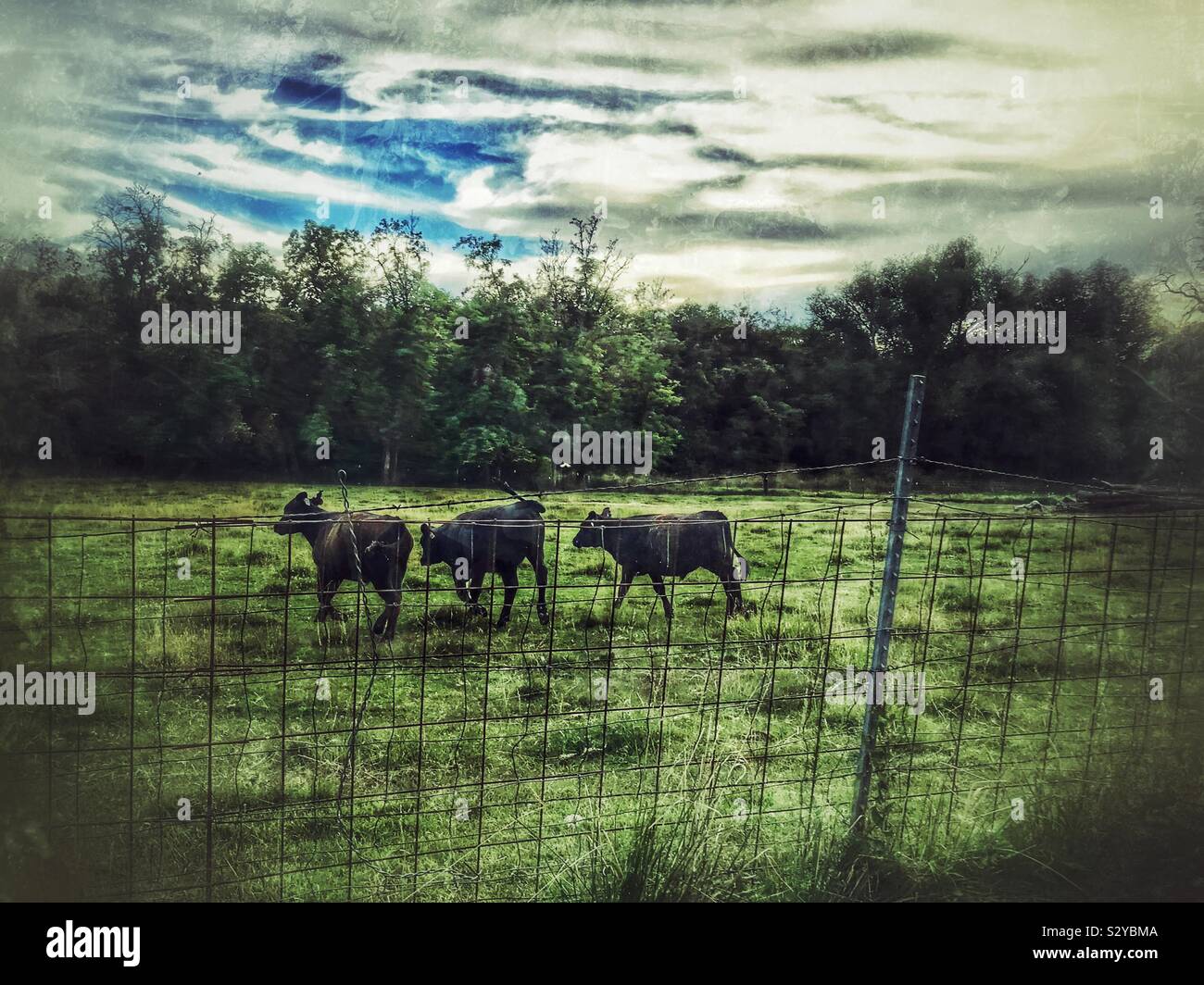 Herd of playful calves in Eastern Washington field, summer summer photo - Smartphone Captured Stock Image