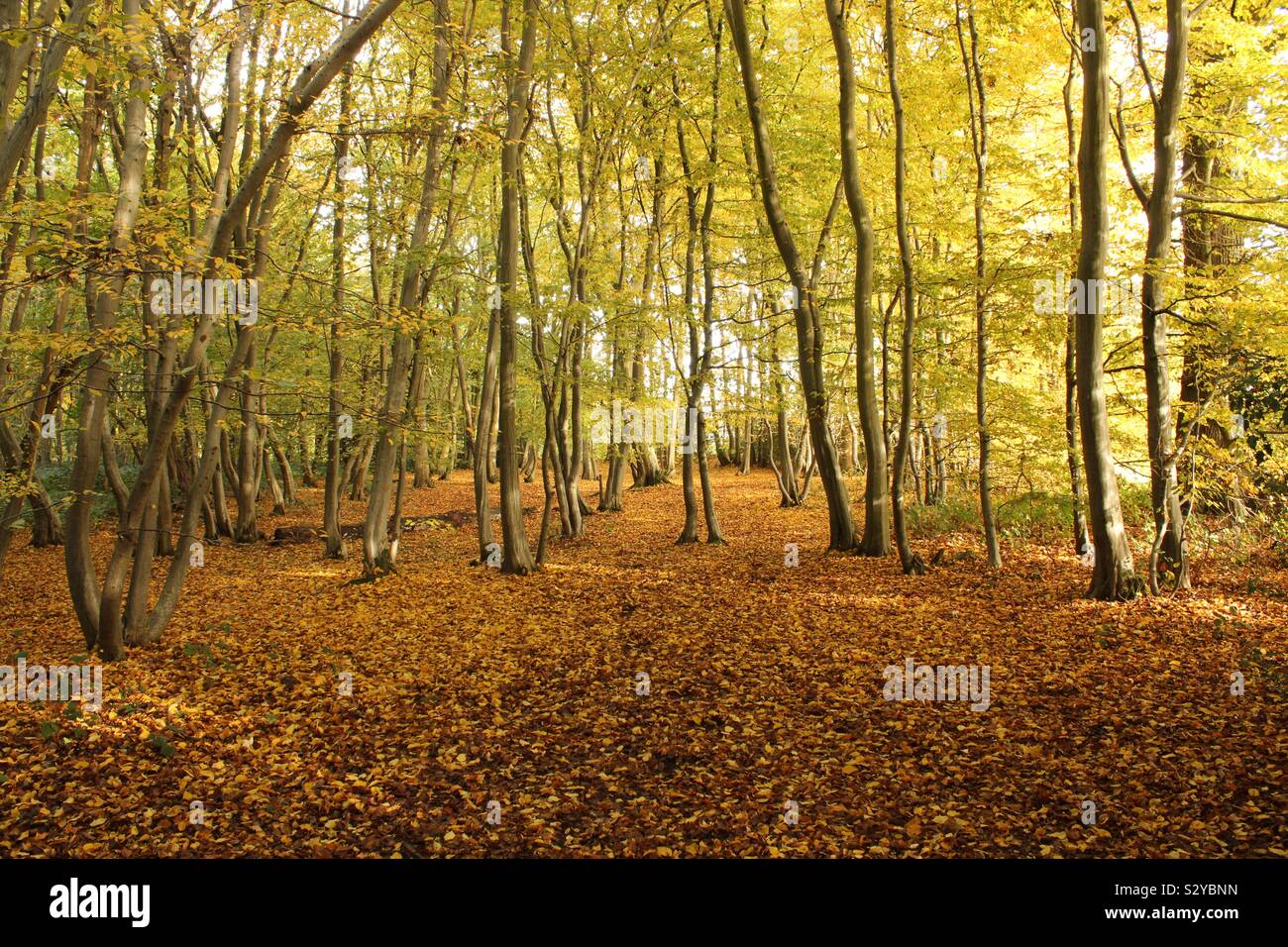 Fall gold - Smartphone Captured Stock Image