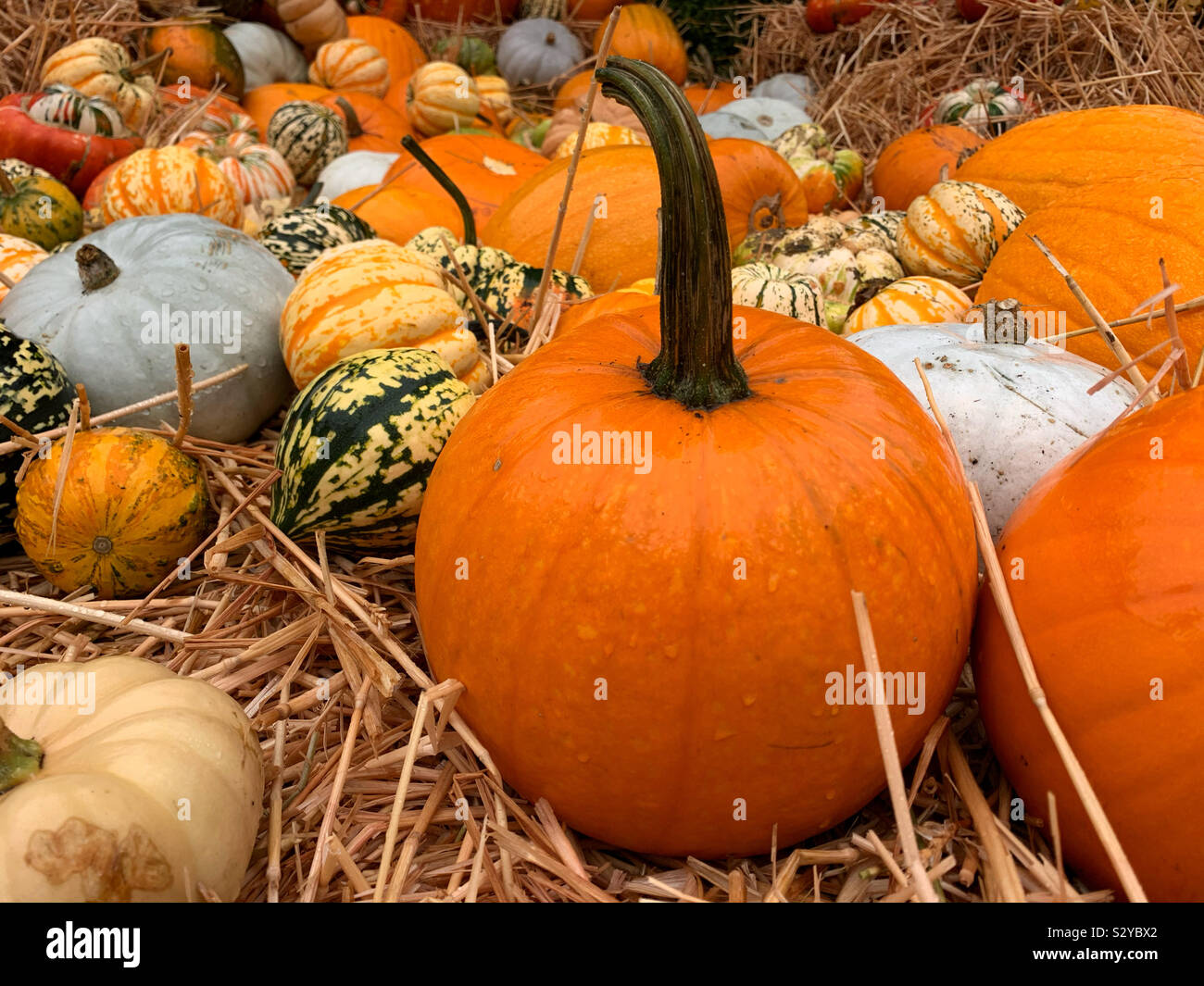 Selection of pumpkins and squash. Halloween pumpkin - Smartphone Captured Stock Image