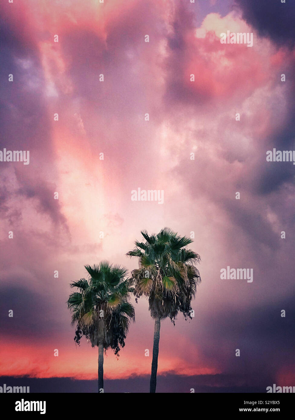 Two palm trees against a dramatic pink cloudy sky Stock Photo