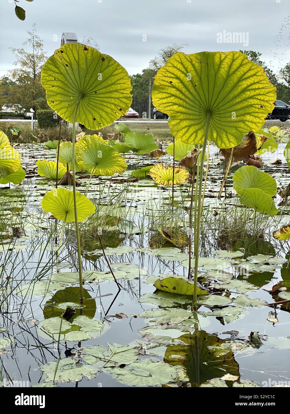 Lily pad pond with huge lily pads standing tall in the pond Stock Photo