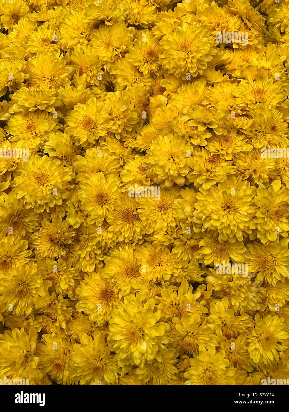 Beautiful yellow mums blossoms Stock Photo