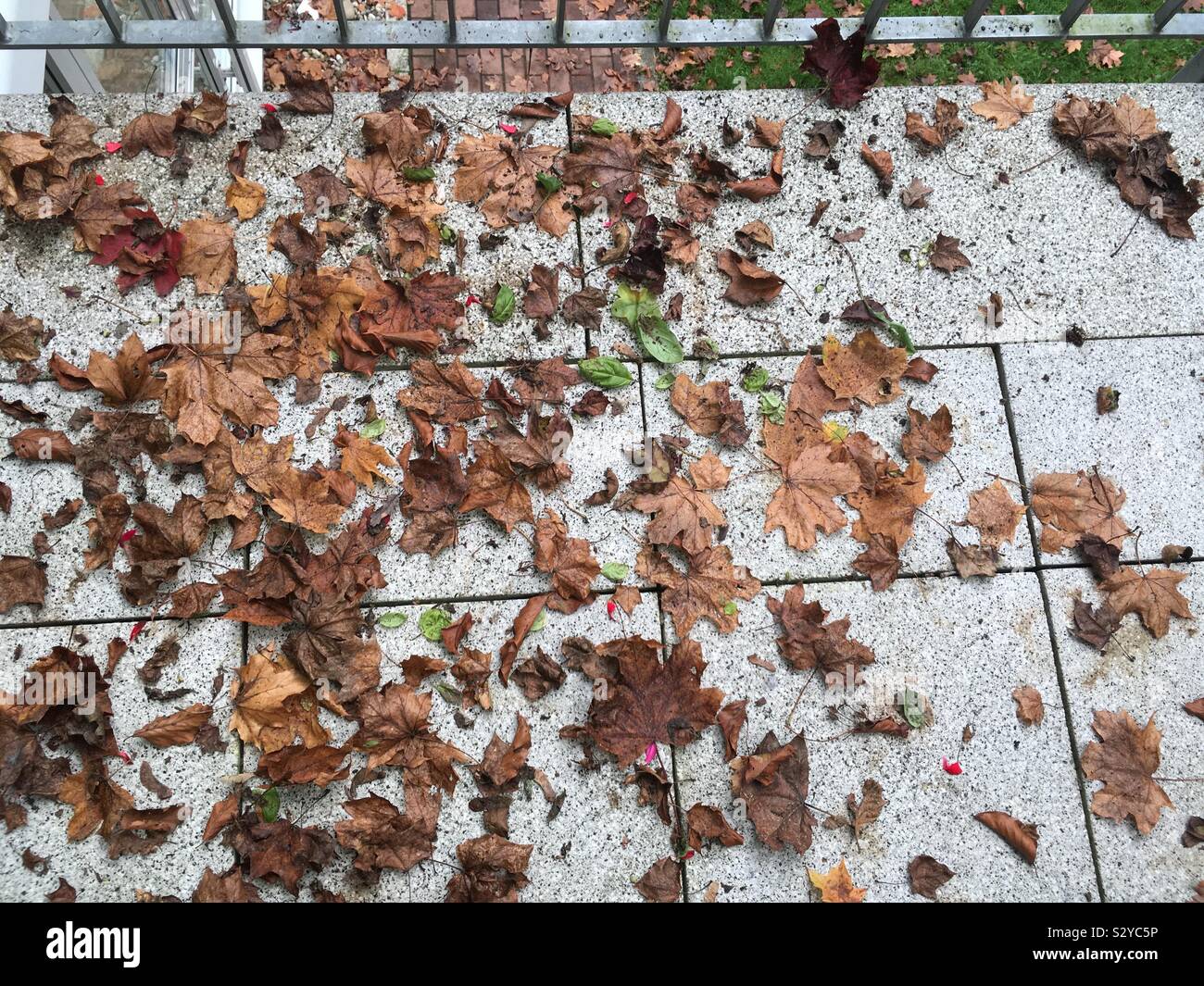 Blätter, Laub liegt auf den Platten der Terasse im Herbst. Stock Photo