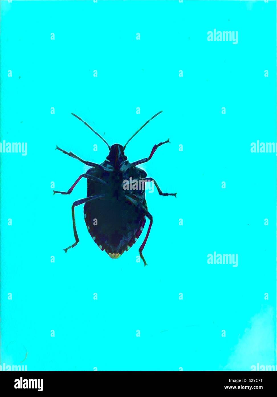 Brown Triangular Bug The brown marmorated stink bug, Halyomorpha halys Stock Photo - Alamy