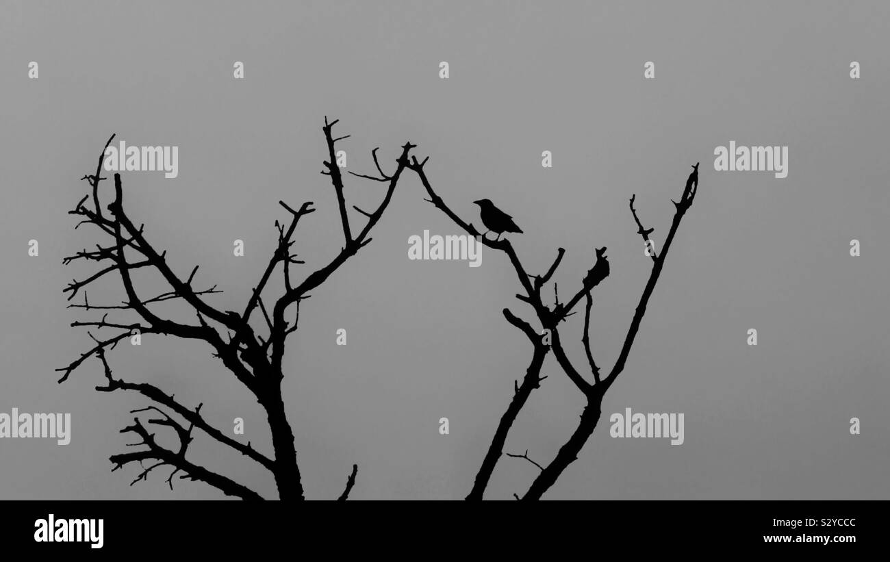 Just made this snap shot while driving along some dead trees and finally this crow showed up, always been inspired and intrigued by these birds, because they are very intelligent and always edgy. Stock Photo