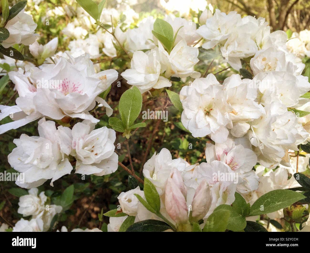 A backyard southern garden filled with white colored azalea flowers in full bloom. This flower has light pink centers. Stock Photo