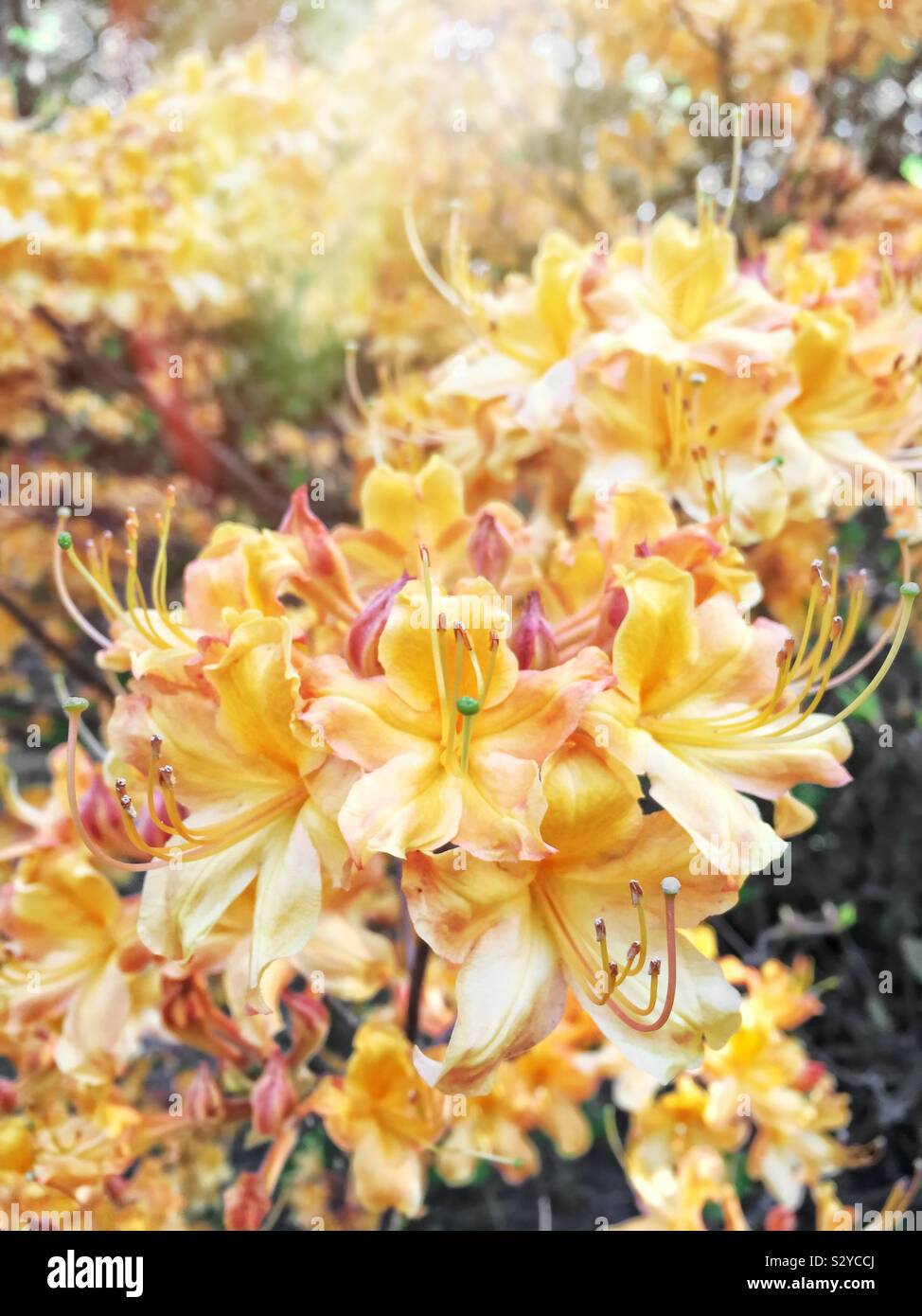A garden full of yellow colored native azalea flowers in full bloom. Focus on the foreground Stock Photo