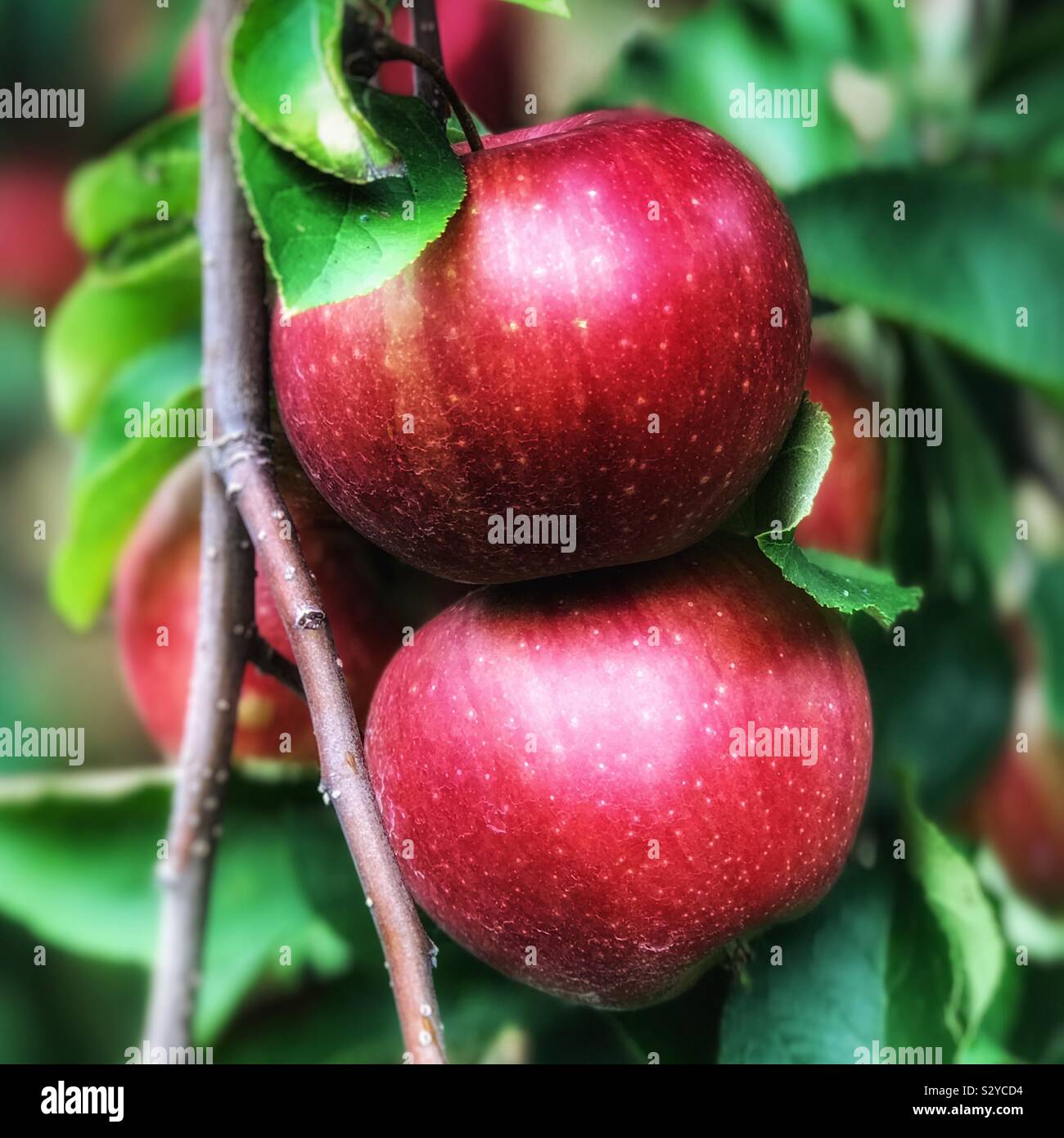 Closeup of apples on a tree - Smartphone Captured Stock Image