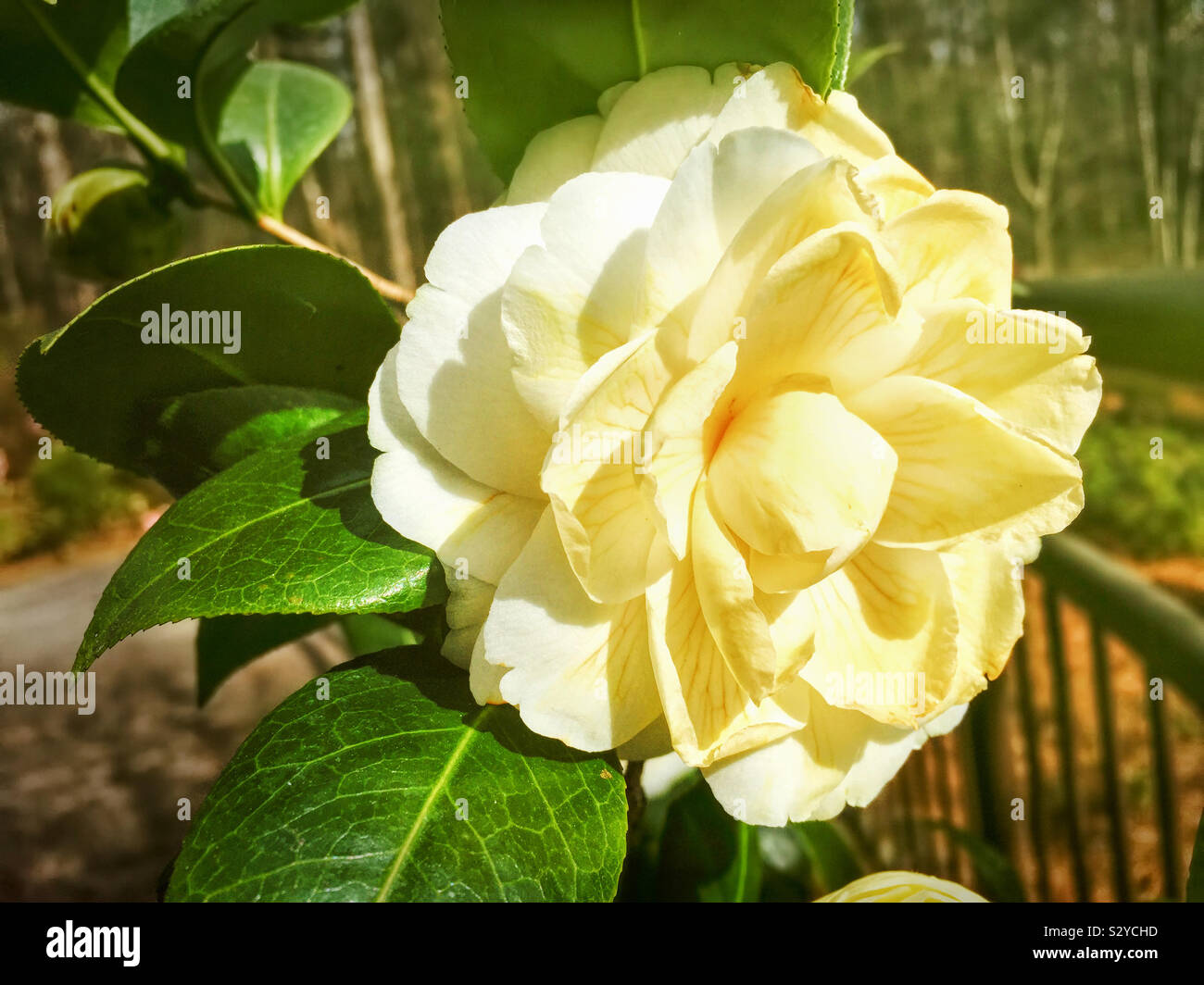 From The Garden Of Zen White Sazanka Camellia Sasanqua Flowers