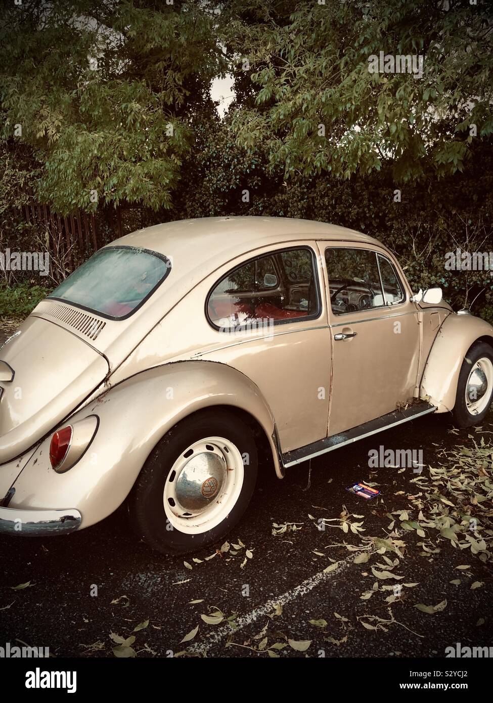 1968 volkswagen beetle vintage car parked under autumnal trees in Dublin, Ireland. Stock Photo