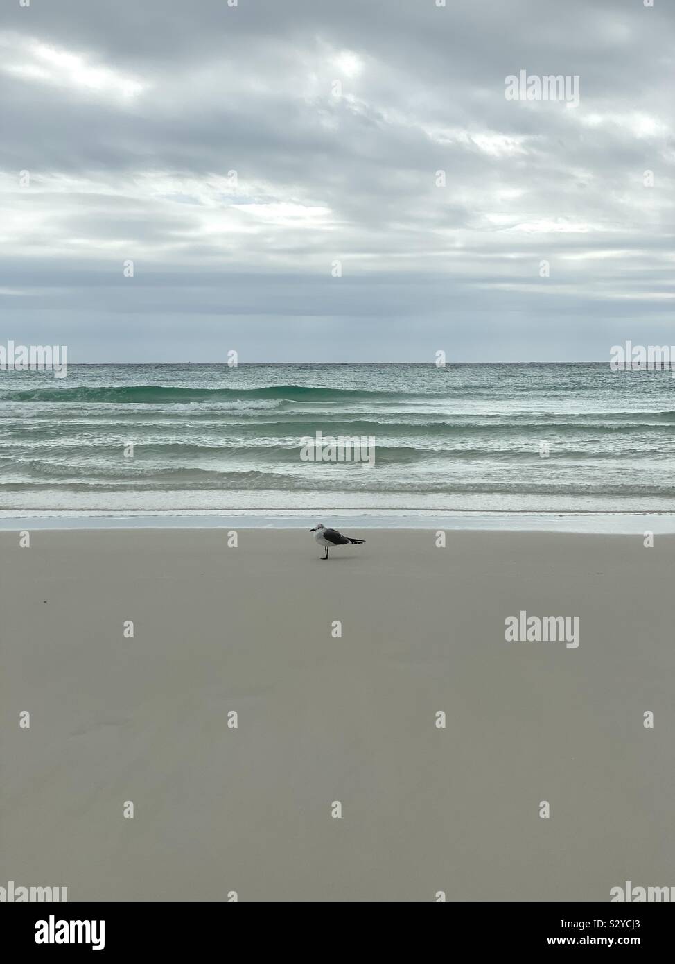 Single gull standing on the sand with turquoise ocean waves behind it - Smartphone Captured Stock Image
