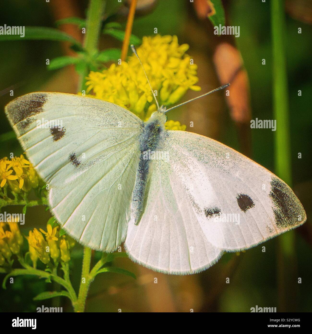 Small cabbage white butterfly on goldenrod Stock Photo