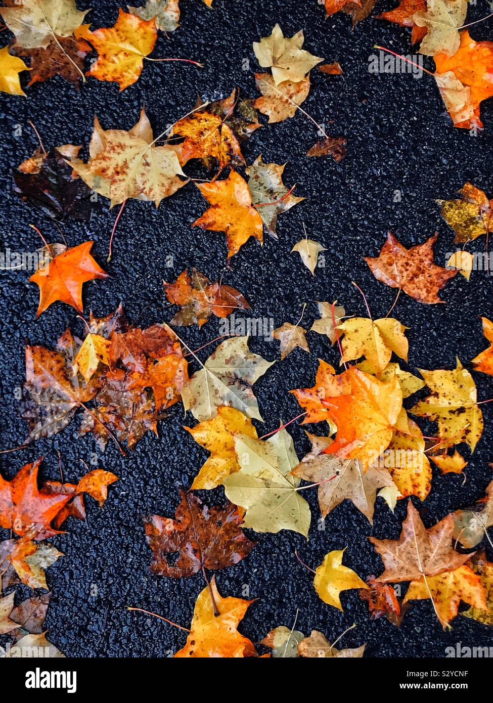 Fallen autumnal leaves on an asphalt (tarmac) base. The season of autumn is in full swing. Winter is on the way. Photo © COLIN HOSKINS. - Smartphone Captured Stock Image