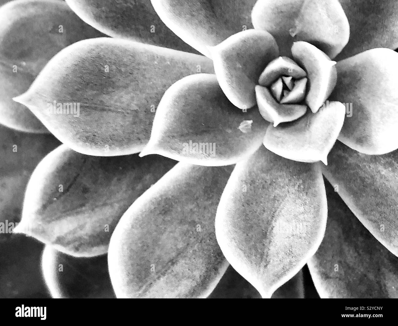 Succulent in black and white - Smartphone Captured Stock Image