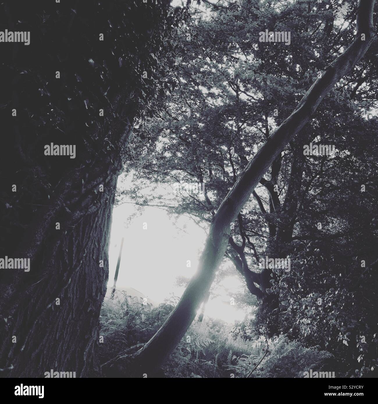 Trees and light - Smartphone Captured Stock Image