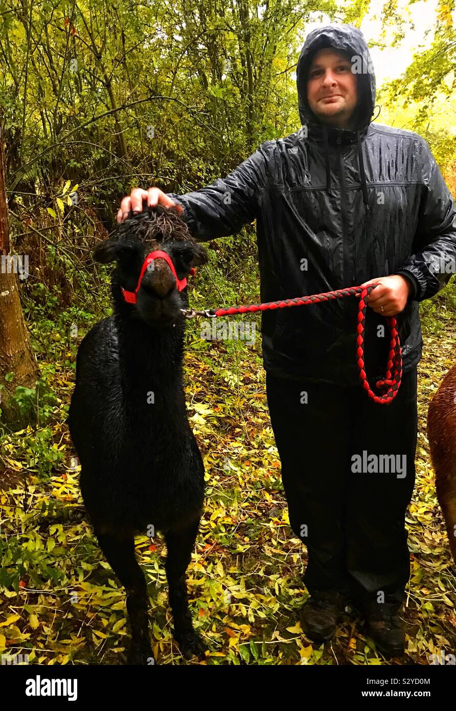 Alpaca trekking at temevale alpacas - Smartphone Captured Stock Image