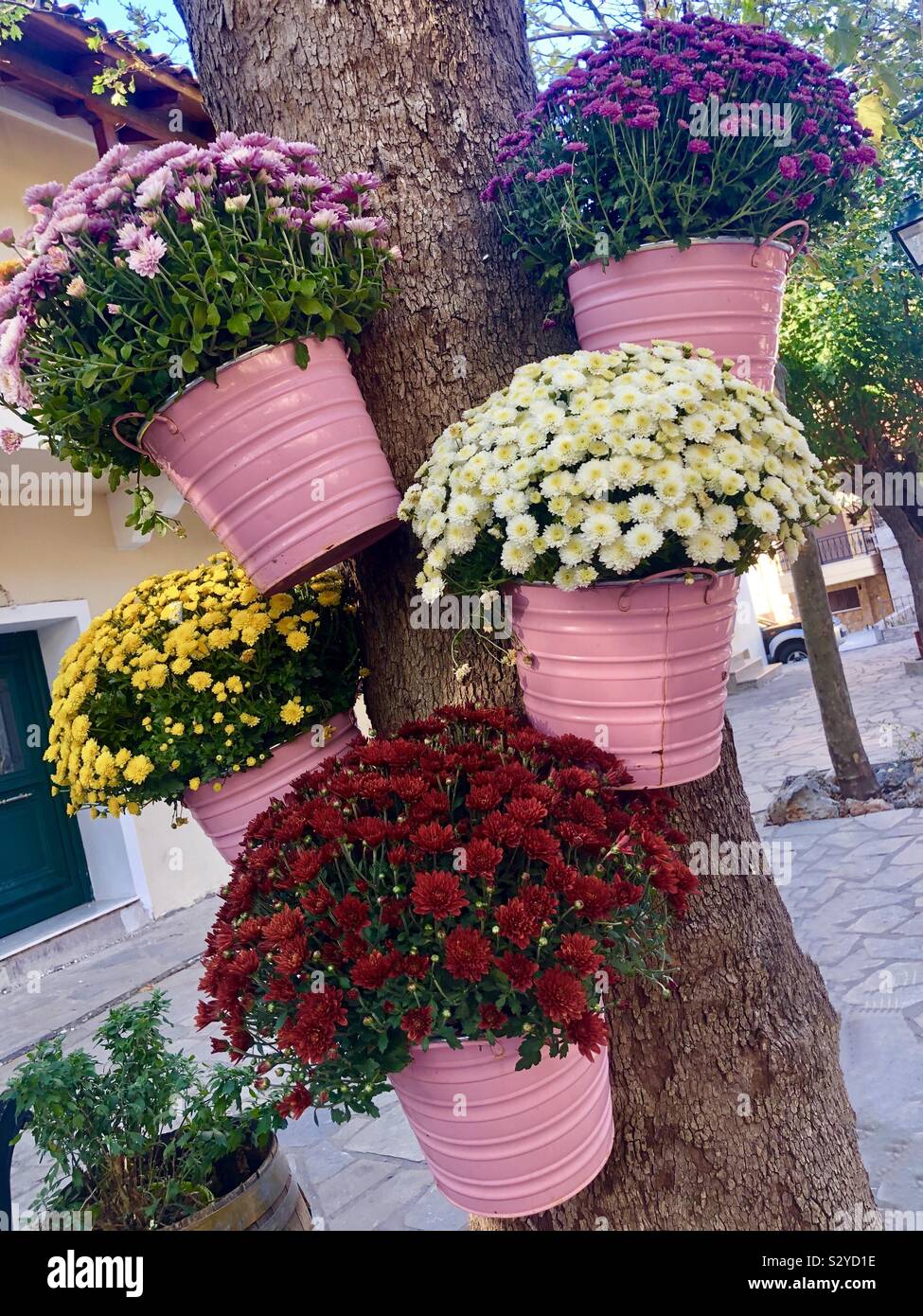 Small trees in pots hires stock photography and images Alamy