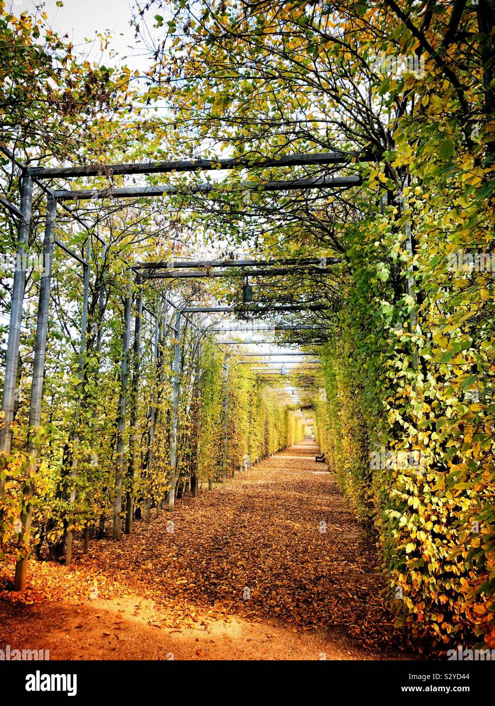 Autumn vibes - Smartphone Captured Stock Image
