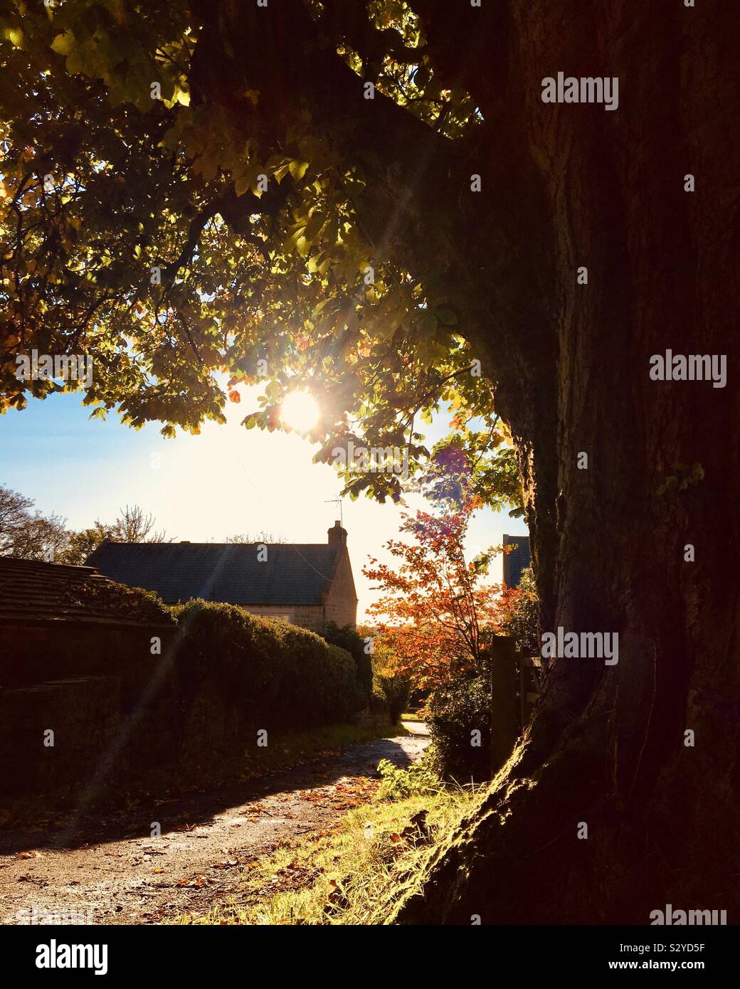 Yorkshire village, Autumn morning - Smartphone Captured Stock Image