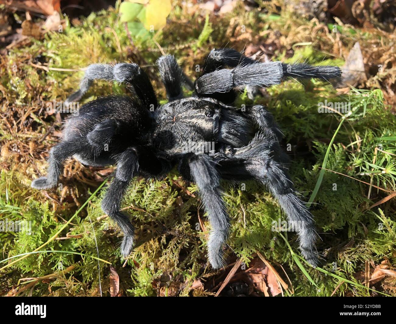 Brazilian black tarantulas male  (Grammostola Pulchra) Stock Photo