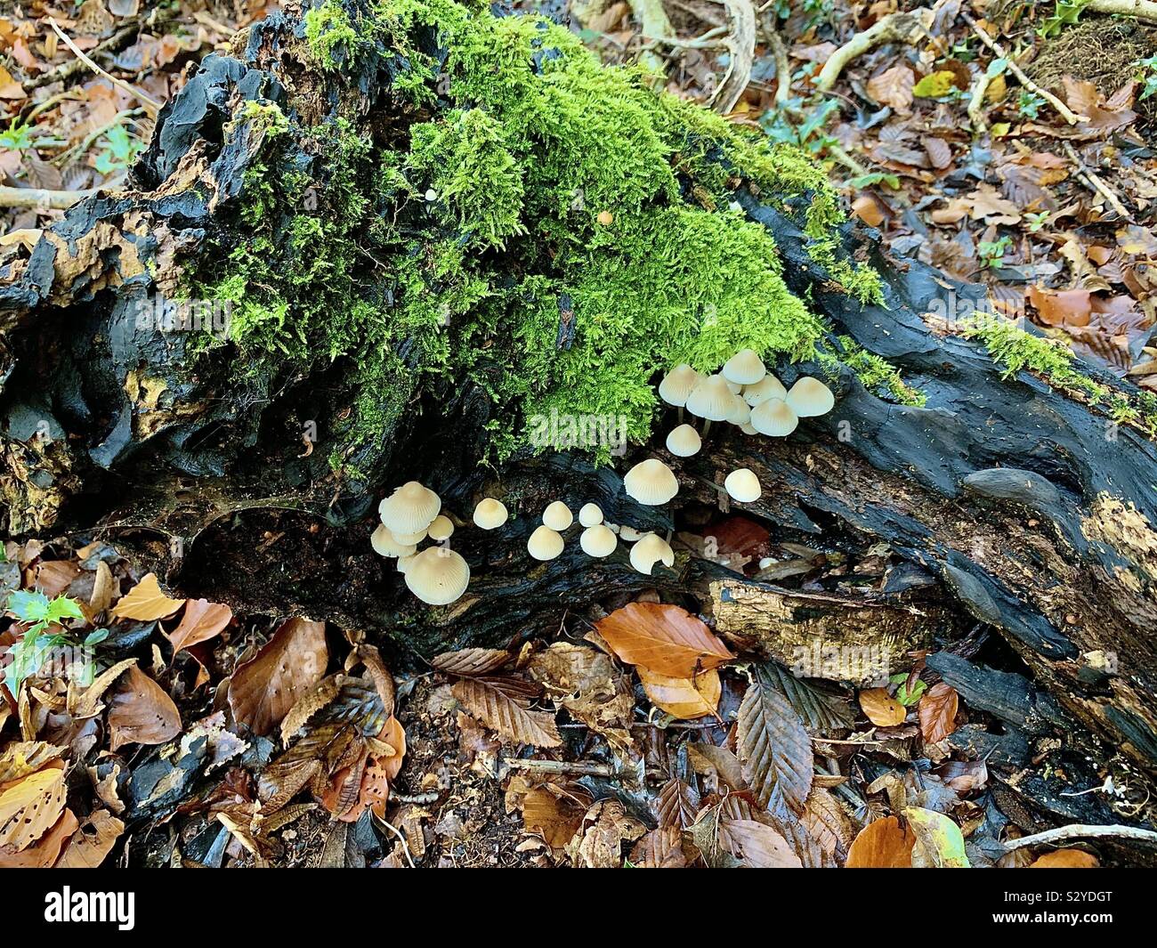 Wild mushrooms growing on a log Stock Photo