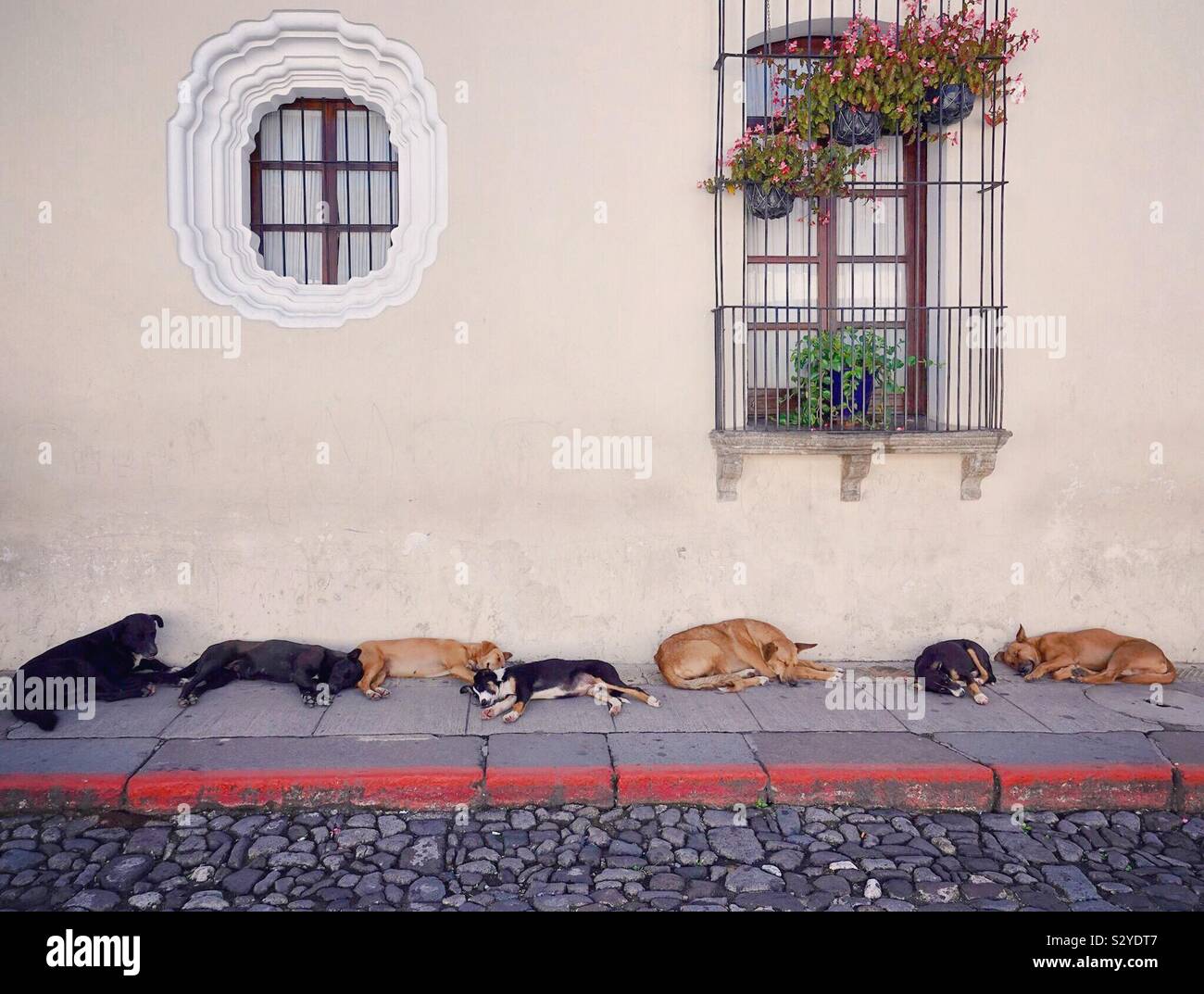 Afternoon siesta in Antigua, Guatemala Stock Photo - Alamy