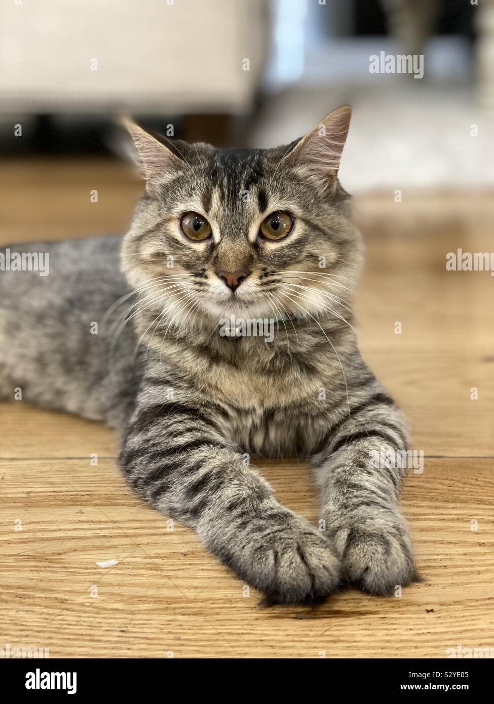 Cute three month old kitten - Smartphone Captured Stock Image