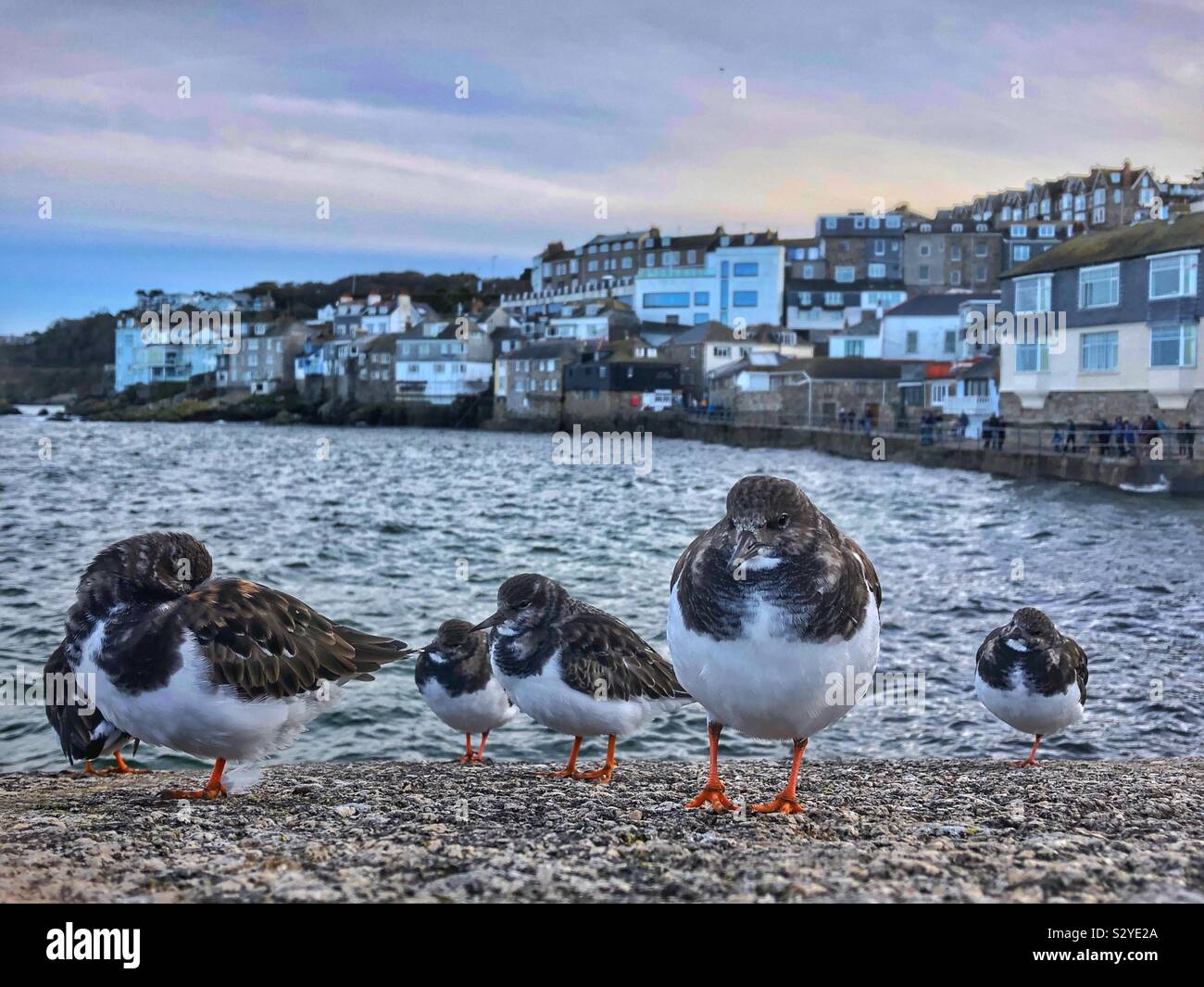 Turnstones (Arenaria interpres) roosting on the harbour wall at St Ives, Cornwall, England, October. Stock Photo