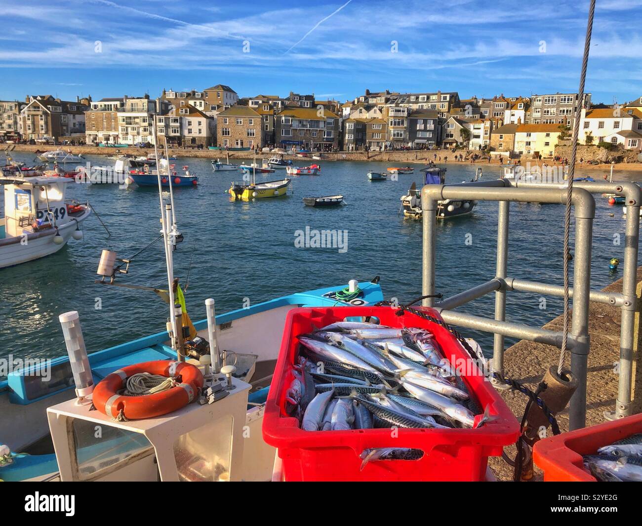 Fresh mackerel on the quayside of St Ives,  Cornwall, October. Stock Photo
