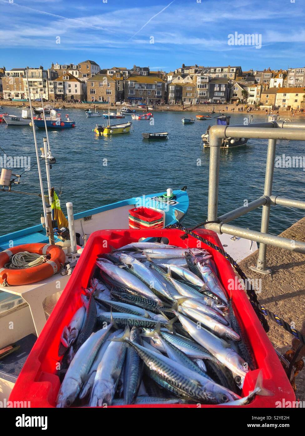Fresh mackerel just landed on the quayside at St Ives, Cornwall, England, October. Stock Photo