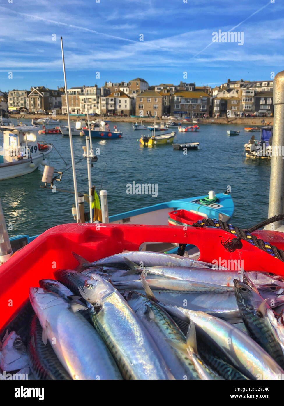 Freshly caught mackerel on the quayside at St Ives, Cornwall, England, October. Stock Photo