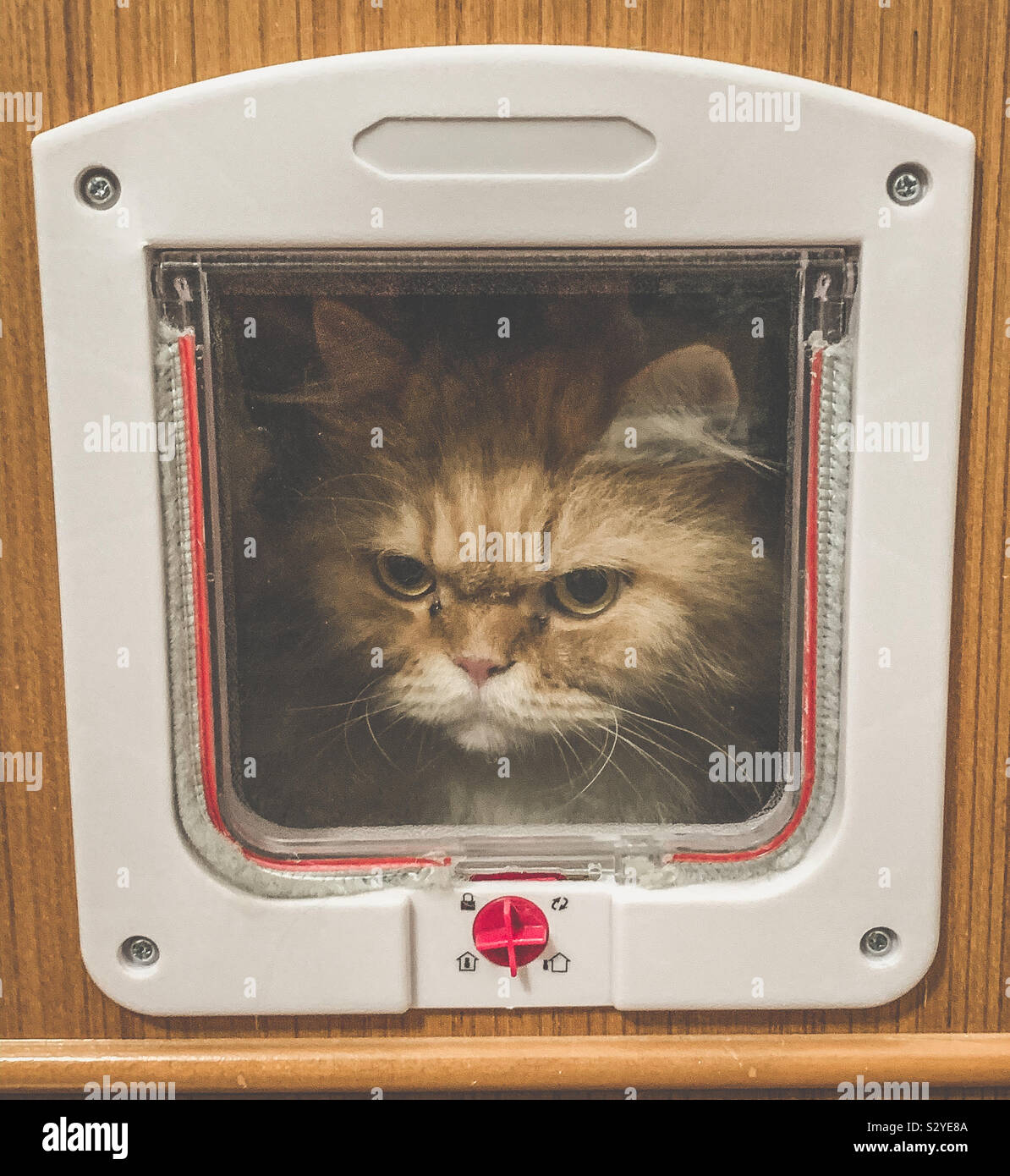 Cat looking through a pet door Stock Photo