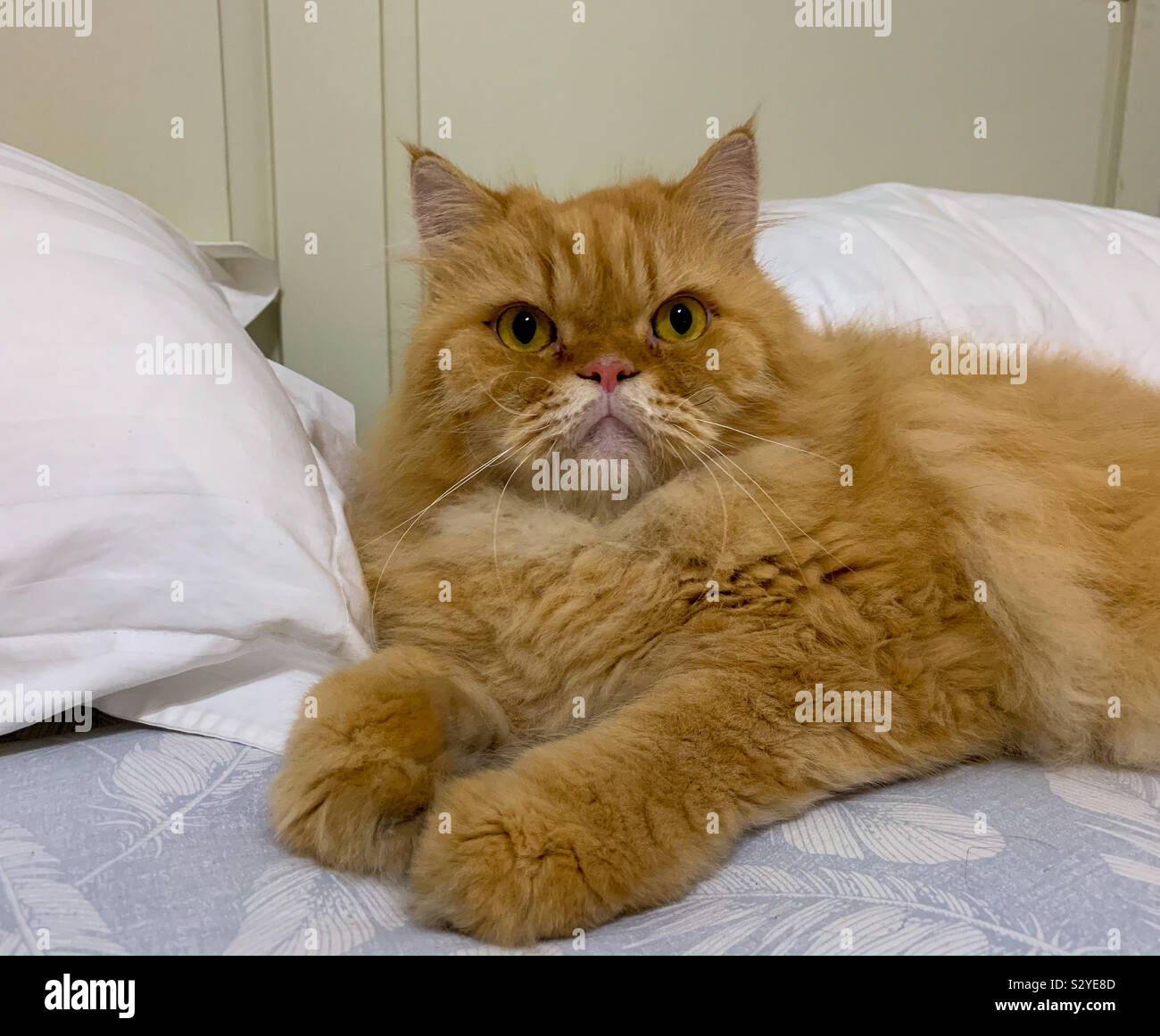 Persian cat laying on a bed Stock Photo Alamy