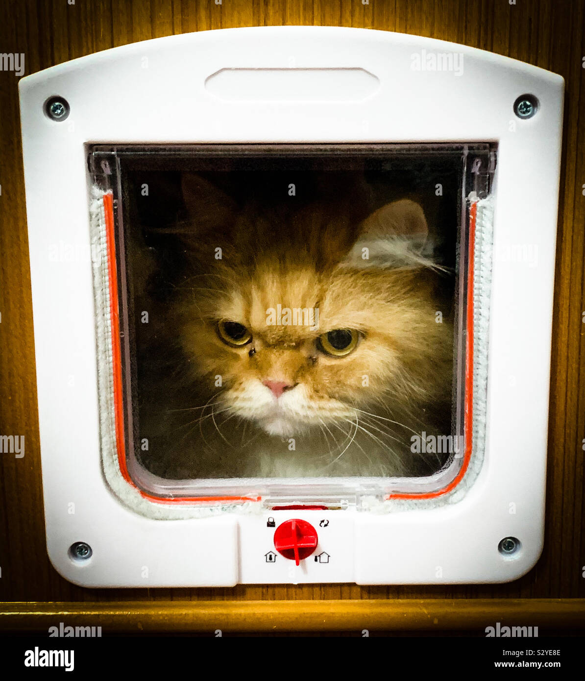 Persian cat looking through a locks pet door Stock Photo