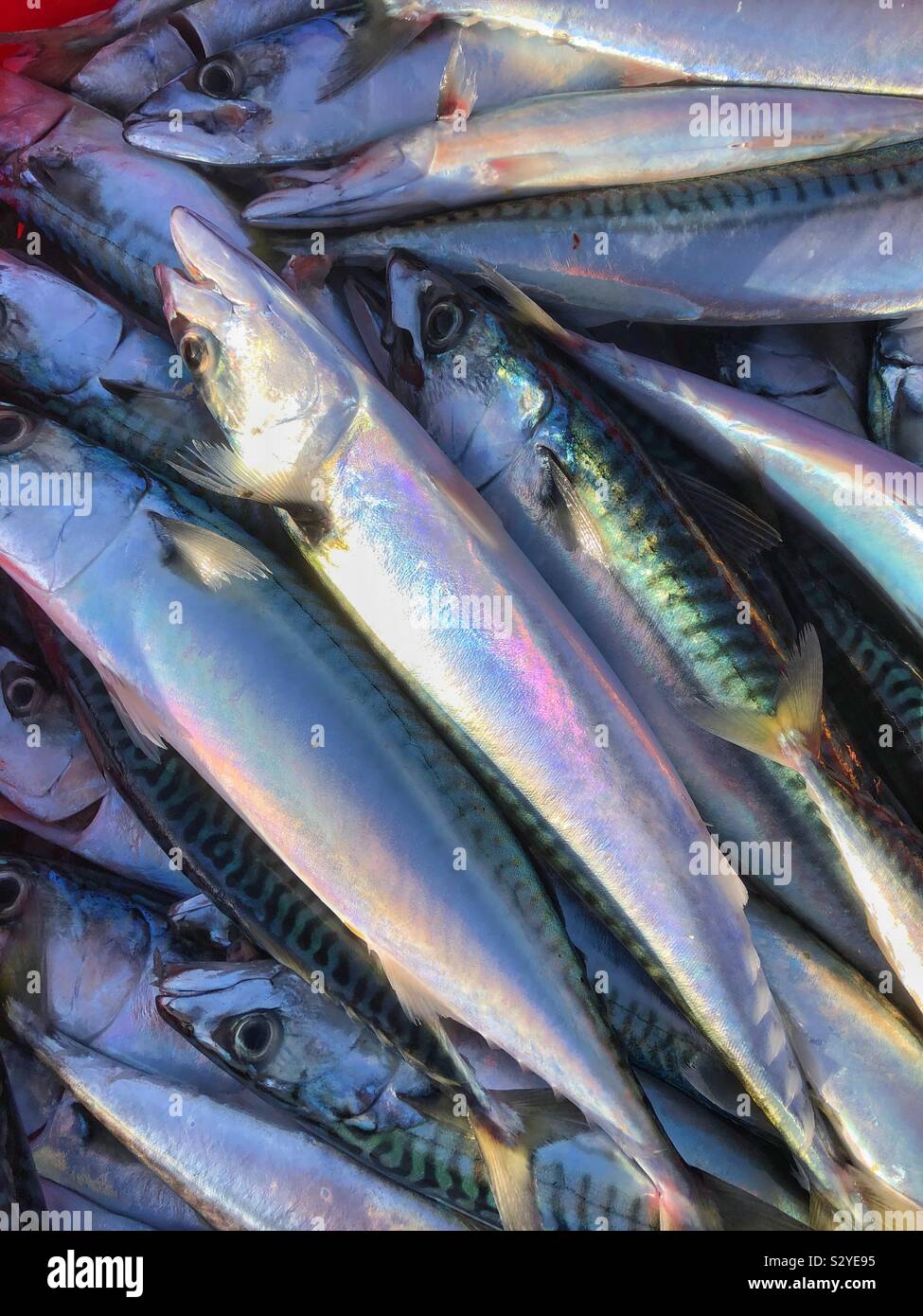 Freshly caught mackerel on a Cornish quayside Stock Photo