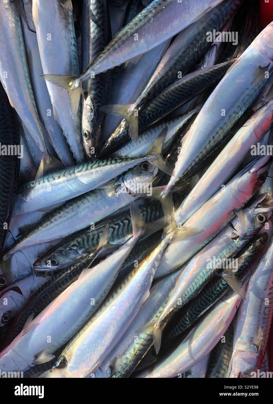 Freshly caught mackerel on a Cornish quayside. Stock Photo