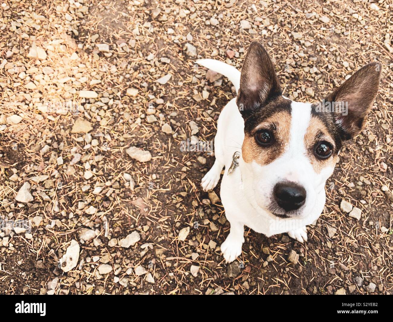 Jack Russell Terrier dog sitting on the ground outdoors on an autumn day looking up. - Smartphone Captured Stock Image
